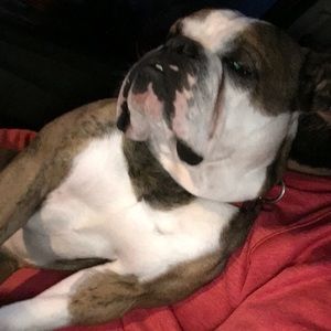 Meet your Posher, Antonette